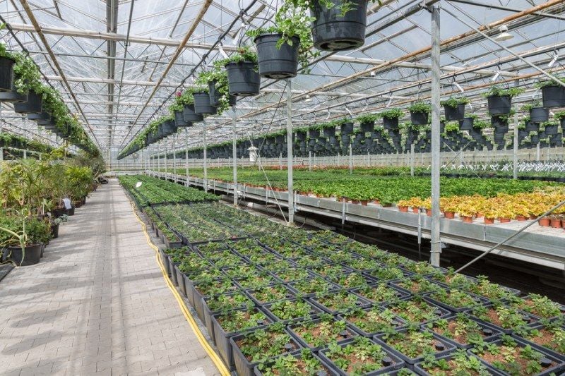What is the Ideal Greenhouse Temperature? What is the Ideal Greenhouse Temperature?